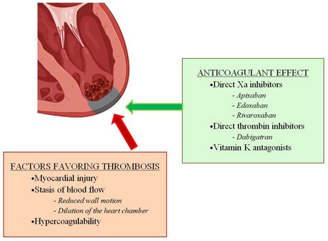 treatment for left ventricular thrombus